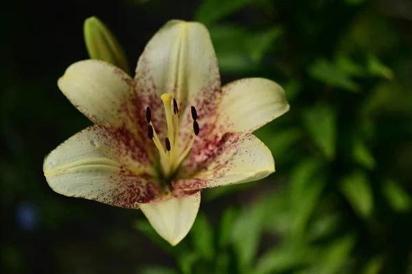 Όμορφο Λουλούδι Κρίνο Στον Κήπο Κοντά — Φωτογραφία Αρχείου