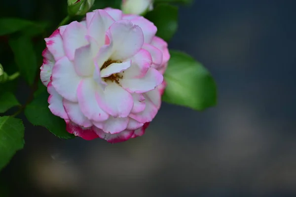 Vacker Ros Blomma Trädgården Närbild — Stockfoto