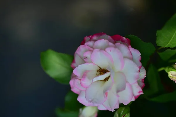 Hermosa Flor Rosa Jardín Cerca — Foto de Stock
