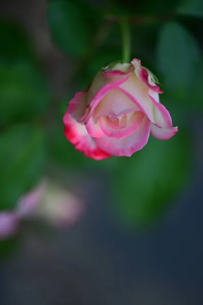 Bunga Mawar Yang Indah Taman Tutup — Stok Foto