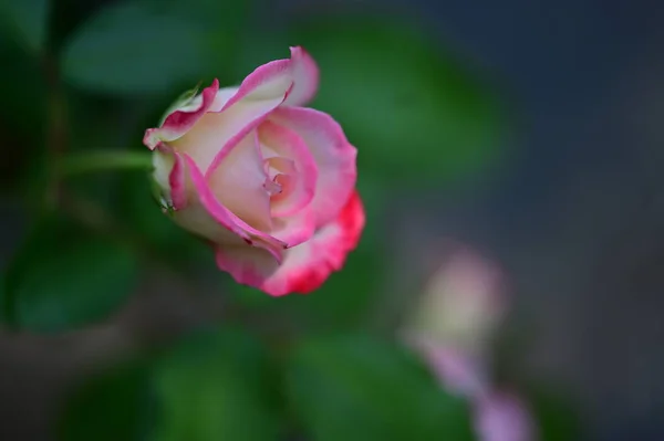 Bunga Mawar Yang Indah Taman Tutup — Stok Foto