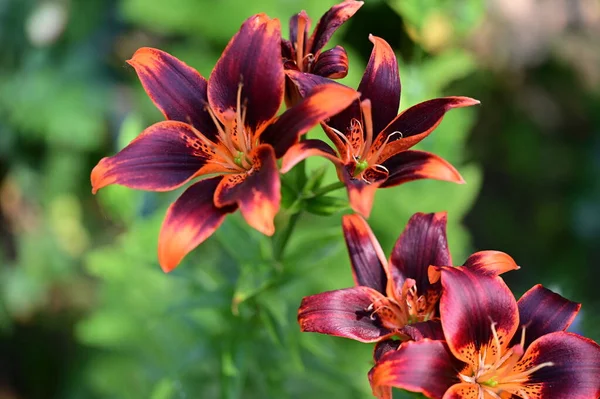 stock image beautiful bright lilies   flowers, close up 