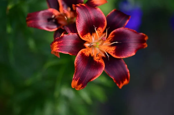 Krásné Zářivé Lilie Květiny Zblízka — Stock fotografie