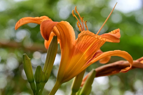 Gyönyörű Fényes Liliom Virágok Közelről — Stock Fotó