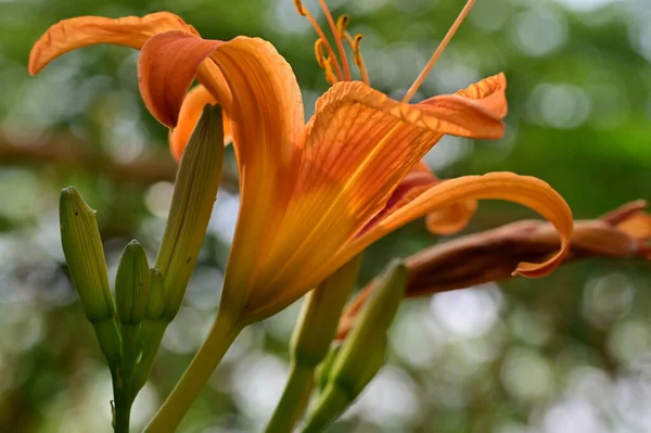 Hermosas Flores Lirios Brillantes Cerca — Foto de Stock