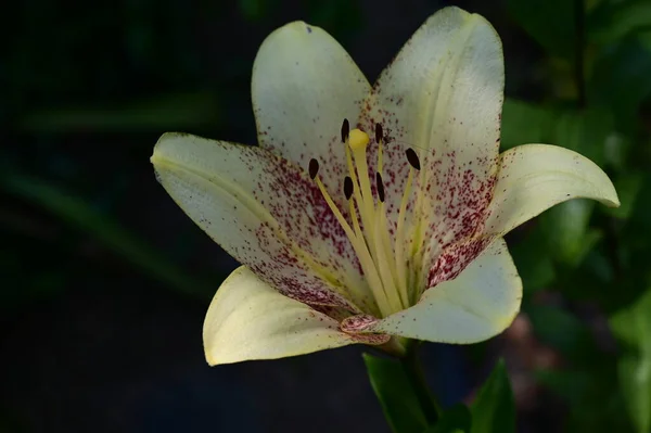 Vacker Lilja Blomma Trädgården Närbild — Stockfoto