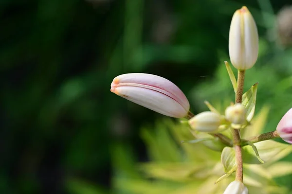 Όμορφα Μπουμπούκια Λουλουδιών Που Αναπτύσσονται Στον Κήπο — Φωτογραφία Αρχείου