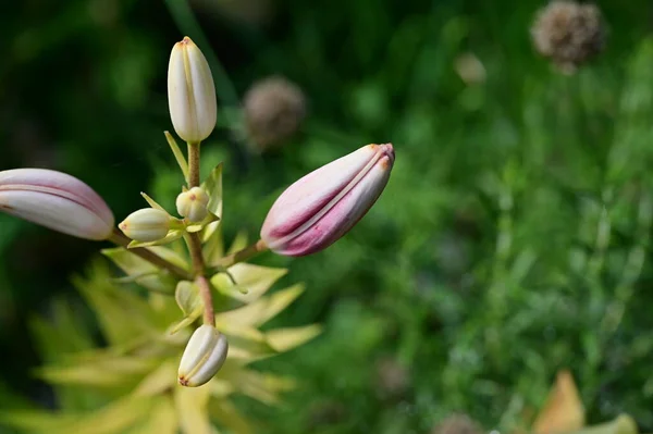Bahçede Büyüyen Güzel Çiçek Tomurcukları — Stok fotoğraf