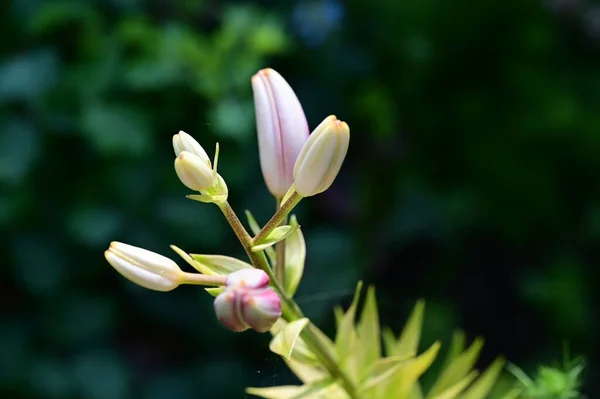 Krásné Květinové Pupeny Rostoucí Zahradě — Stock fotografie