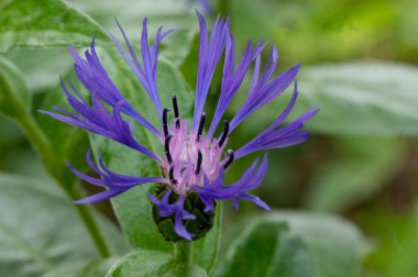 Bahçede büyüyen güzel, parlak bir çiçek 