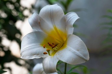 Parktaki yeşil arka planda güzel beyaz çiçekler 