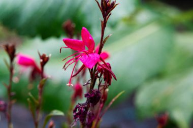 güzel parlak Çiçekler, yakın 