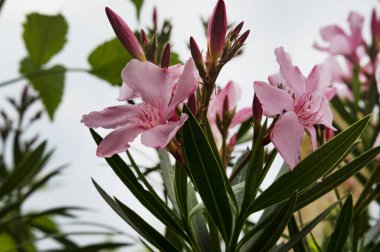 güzel parlak Çiçekler, yakın 