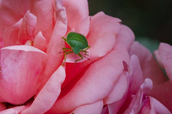 Bug Verde Sentado Rosa Rosa Flor Close Vista — Fotografia de Stock