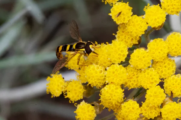 Biene Auf Einer Schönen Blume Garten — Stockfoto