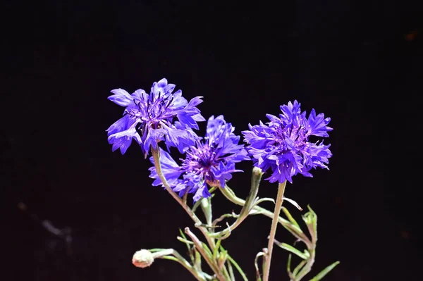 stock image beautiful bright   cornflowers close up