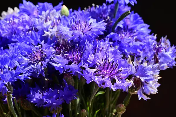 Stock image beautiful bright   cornflowers close up