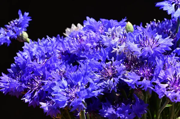 Hermosas Flores Maíz Brillantes Cerca —  Fotos de Stock