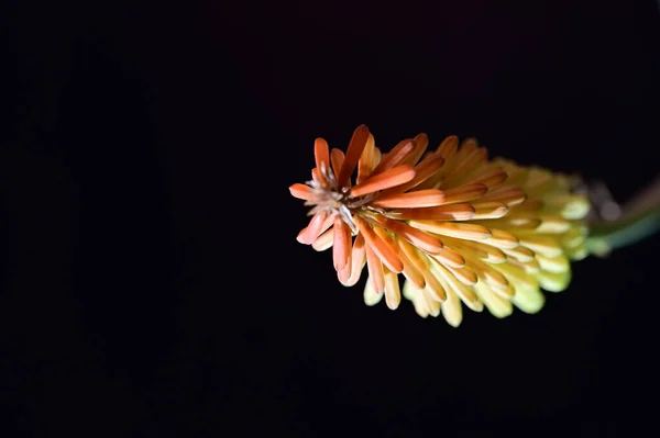 Żółty Pochodnia Lilia Kwiat Czarnym Tle — Zdjęcie stockowe