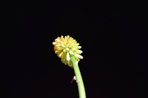 Żółty Pochodnia Lilia Kwiat Czarnym Tle — Zdjęcie stockowe
