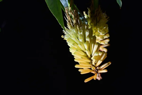 Жовта Квітка Лілії Чорному Фоні — стокове фото