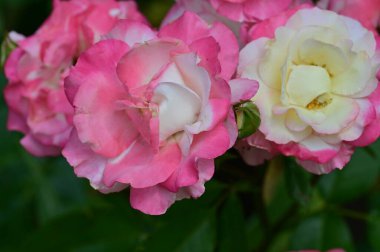 Güzel parlak güller, kapat 