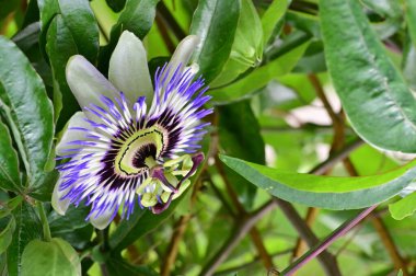 Bahçede güzel mor bir çiçek var. 