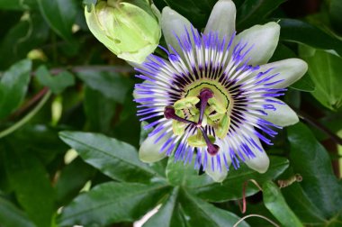 Bahçede güzel mor bir çiçek var. 