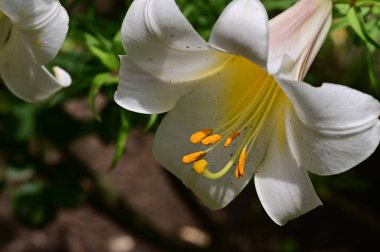 Bahçedeki güzel zambak çiçeği, kapat 