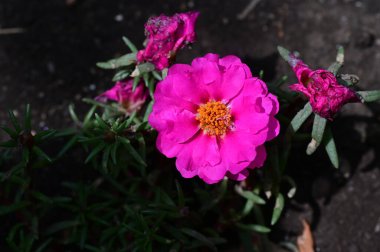 güzel parlak Çiçekler, yakın 