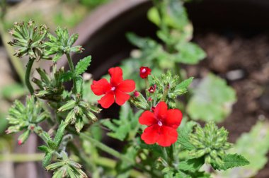güzel parlak Çiçekler, yakın 