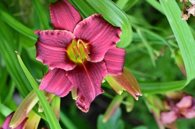 Bahçedeki güzel pembe çiçekler 