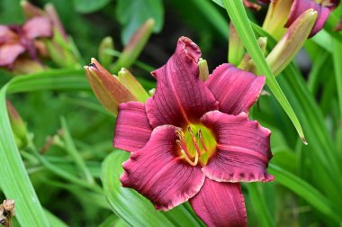 Bahçedeki güzel pembe çiçekler 