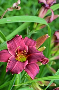 Bahçedeki güzel pembe çiçekler 