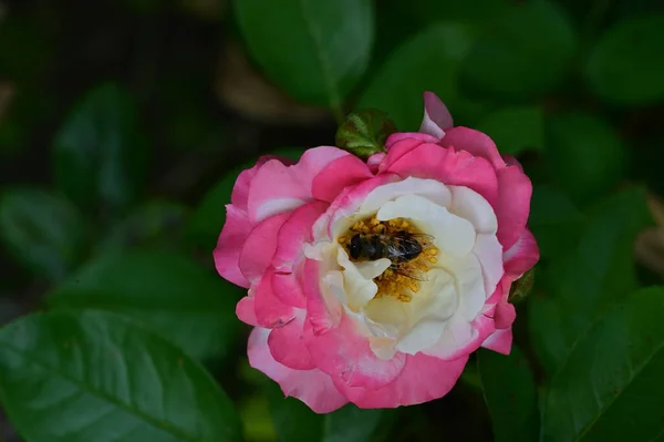 Пчела Красивом Цветке Саду — стоковое фото