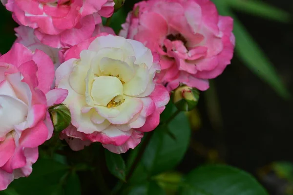 Красивые Яркие Цветы Роз Закрыть — стоковое фото