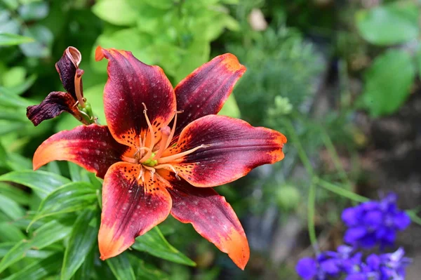 庭で育つ美しい鮮やかなユリの花 — ストック写真
