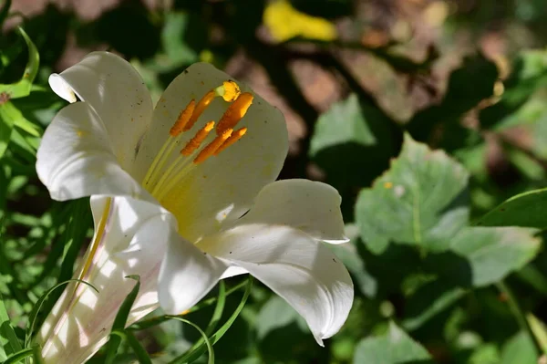 花园里美丽的百合花 — 图库照片