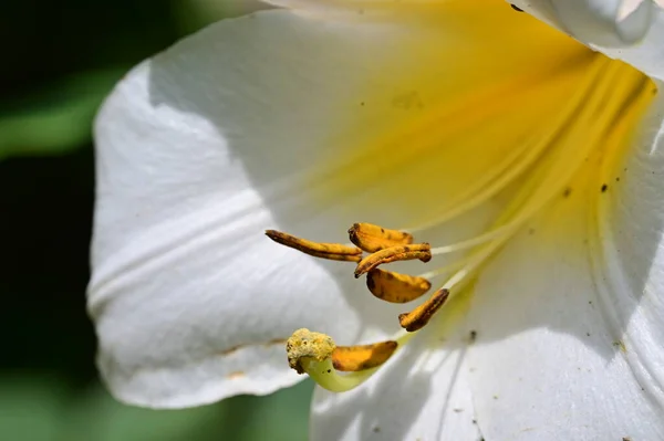 Schöne Lilienblüte Garten Nahaufnahme — Stockfoto