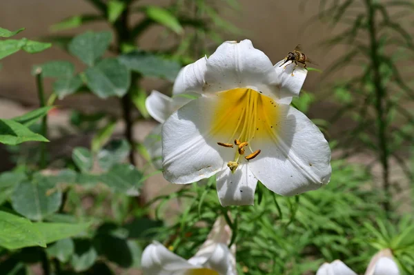 Krásné Zářivé Lilie Rostoucí Zahradě — Stock fotografie