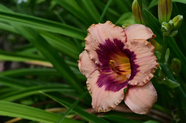 Vacker Lilja Blomma Trädgården Närbild — Stockfoto