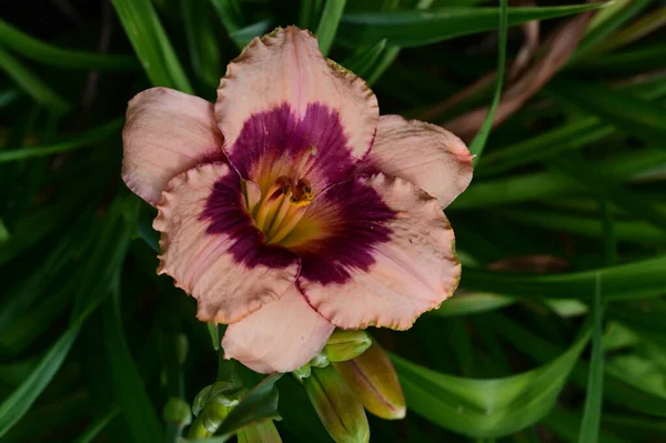 Όμορφο Λουλούδι Κρίνο Στον Κήπο Κοντά — Φωτογραφία Αρχείου