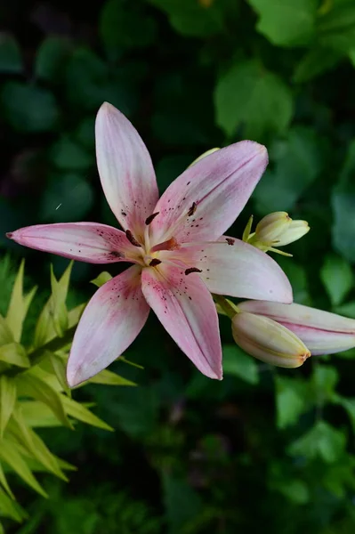 Красивый Цветок Лилии Саду Закрыть — стоковое фото