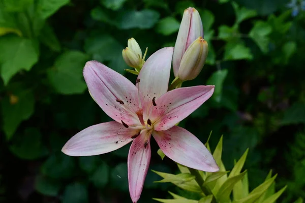 Krásná Lilie Květina Zahradě Zblízka — Stock fotografie