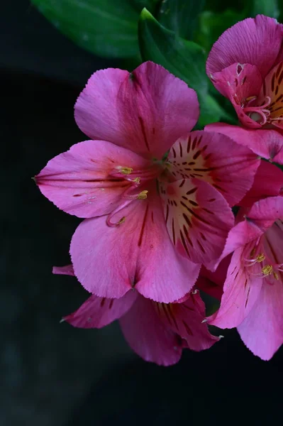 Красиві Яскраві Квіти Крупним Планом — стокове фото