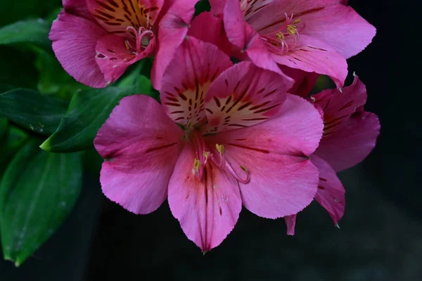 美しい明るい花 クローズアップ — ストック写真