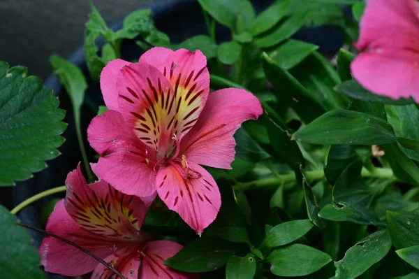 Hermosas Flores Brillantes Primer Plano —  Fotos de Stock