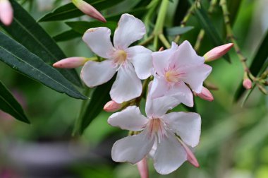 Bahçedeki güzel parlak çiçekler 