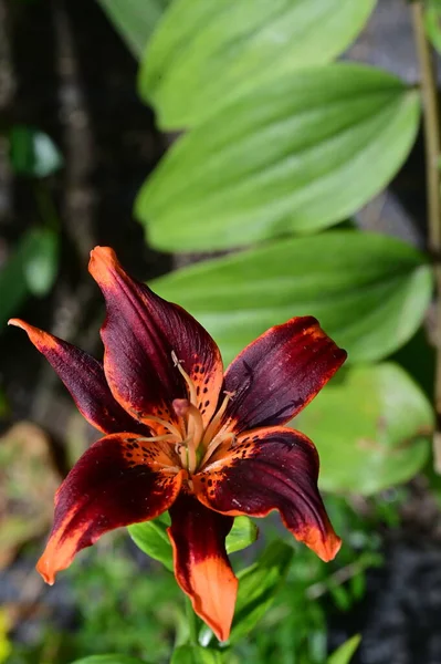 Bahçedeki Güzel Zambak Çiçeği Kapat — Stok fotoğraf