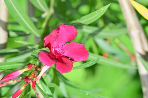 stock image beautiful pink flowers in the garden 